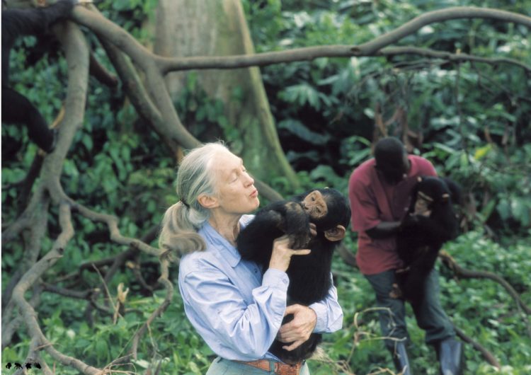 Jane Goodall: Primatóloga Y Ambientalista, Es Desde Hace Más De 50 Años ...